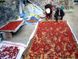 Kuşburnu Doğulunun şifa hazinesi